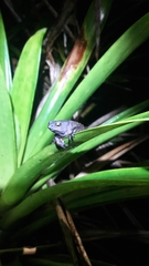 Rhinella nicefori