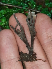 Thelephora anthocephala