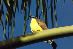 Pitangus sulphuratus