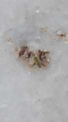 Nesidiocoris tenuis