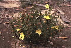 Hibbertia virgata