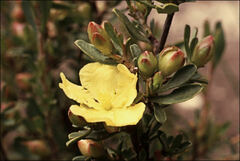 Hibbertia virgata