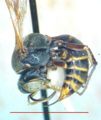 Crabronidae