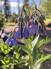 Mertensia paniculata paniculata
