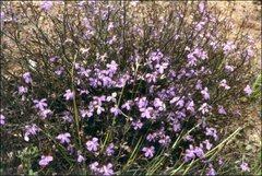 Scaevola ramosissima