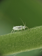 Macrosiphum albifrons