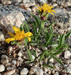 Heterotheca pumila