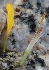 Heterotheca pumila