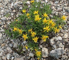 Heterotheca pumila