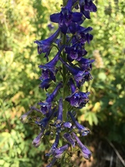 Delphinium × occidentale