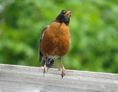 Turdus migratorius
