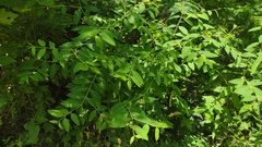 Apocynum × floribundum