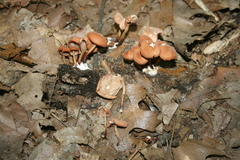 Marasmius cohaerens
