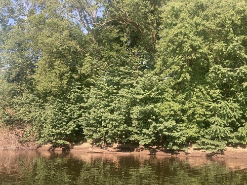 Asimina triloba
