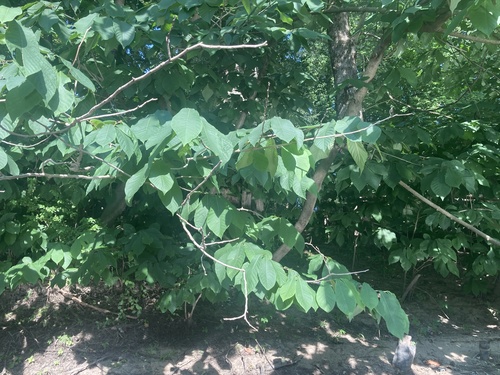 Asimina triloba