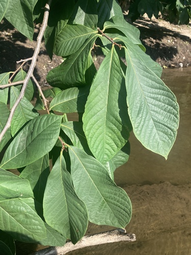 Asimina triloba