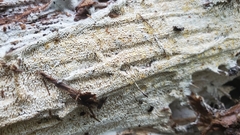 Wrightoporia austrosinensis