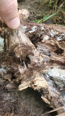 Wrightoporia austrosinensis