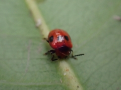 Tinosis decemmaculata