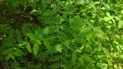 Apocynum × floribundum