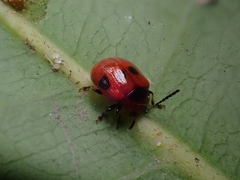 Tinosis decemmaculata