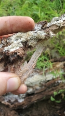 Wrightoporia austrosinensis