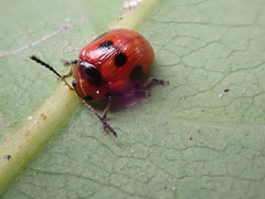 Tinosis decemmaculata