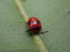 Tinosis decemmaculata