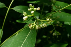 Apocynum × floribundum
