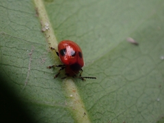 Tinosis decemmaculata