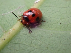 Tinosis decemmaculata