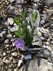 Ruellia parryi