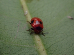 Tinosis decemmaculata