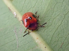 Tinosis decemmaculata