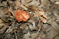 Marasmius cohaerens