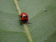 Tinosis decemmaculata