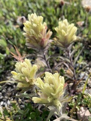 Castilleja hyperborea