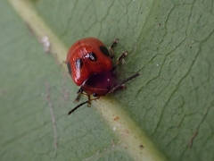 Tinosis decemmaculata