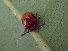 Tinosis decemmaculata