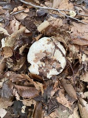 Lactifluus glaucescens