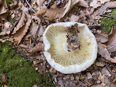 Lactifluus glaucescens