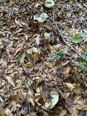 Lactifluus glaucescens