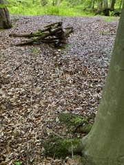 Lactifluus glaucescens