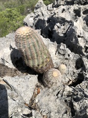 Echinocereus pectinatus