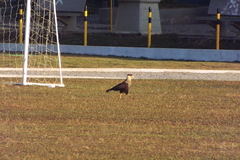 Caracara plancus