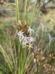 Lysinema