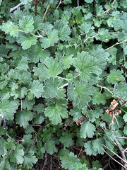 Puccinia caricina