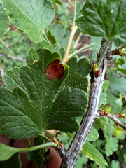 Puccinia caricina