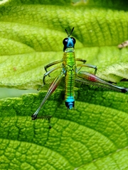 Caenomastax insignis