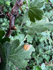 Puccinia caricina